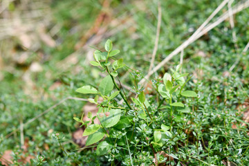 Wild blueberry plant in the forest