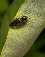 A dingy ground beetle on a leaf in a Pennsylvania meadow