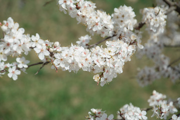 Apple flowers on the branch background