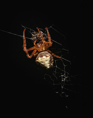 Close up of a marbled orbweaver spider on its web against a black background