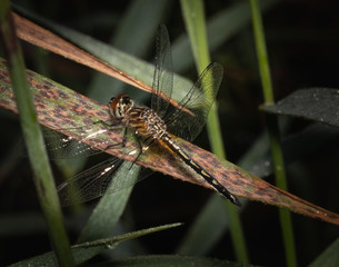 A common sanddragon dragonfly pauses on a blade of sawgrass
