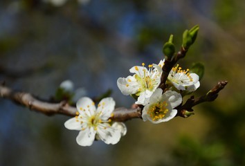 Blooming apple tree, spring