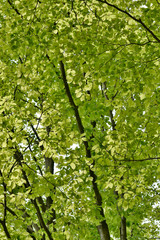 Fototapeta premium Springtime, new and fresh green leaves of beech trees