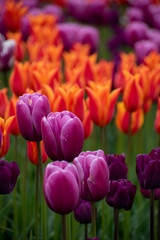 purple and orange tulips