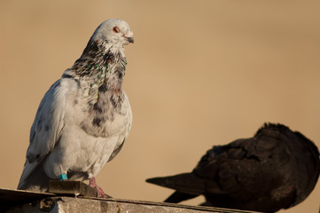 Domestic pigeons Columba livia domestica. Male to the left and female to the right. Las Palmas de Gran Canaria. Gran Canaria. Canary Islands. Spain.