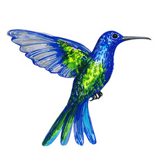 Colibri bird on a white background. Hand-drawn illustration.
