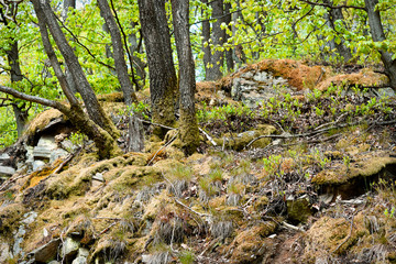 Fototapeta na wymiar moss in the forest