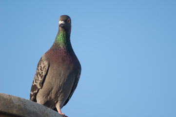 Domestic pigeon (Columba livia domestica). Schamann. Las Palmas de Gran Canaria. Gran Canaria. Canary Islands. Spain.