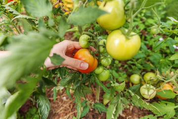 Gardening and agriculture concept. Woman farm worker hand picking fresh ripe organic tomatoes. Greenhouse produce. Vegetable food production. Tomato growing in greenhouse.