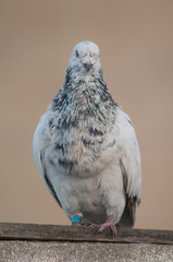 Domestic pigeon Columba livia domestica. Adult male. Schamann. Las Palmas de Gran Canaria. Gran Canaria. Canary Islands. Spain.