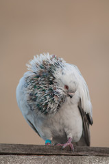 Domestic pigeon Columba livia domestica. Adult male preening. Schamann. Las Palmas de Gran Canaria....