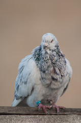 Domestic pigeon Columba livia domestica. Adult male. Schamann. Las Palmas de Gran Canaria. Gran Canaria. Canary Islands. Spain.