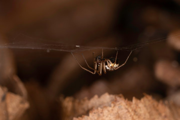 Spider hanging on web upside down