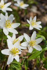 Obraz na płótnie Canvas First spring white flowers anemones in the forest