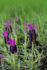 A portrait of a single lavender flower in a lavender bush outside in the garden surrounded by a lot of other lavender flowers.