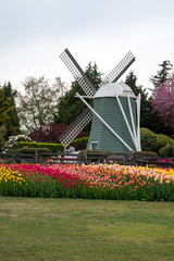 windmill with tulips