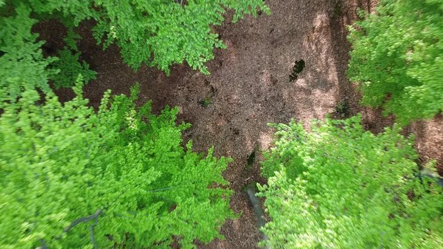 Flug durch Baumkronen bis &uuml;ber den Wald