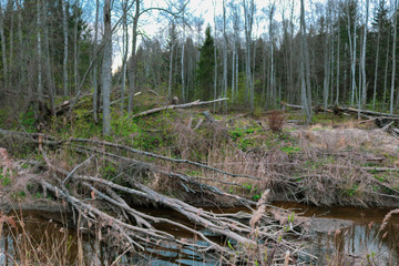 Fallen many trees and bushes in the forest
