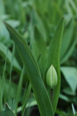 Green Tulip in the summer garden macro