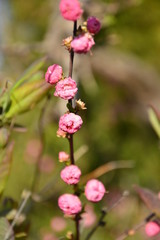 blooming tree, spring