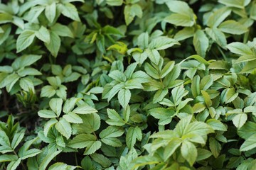 Beautiful green plant in the garden view