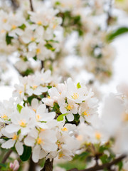 Blooming apple tree branches in spring garden. Close up for white apple flower buds on a branch. Springtime concept, floral background