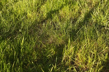Fresh green grass in the sun view
