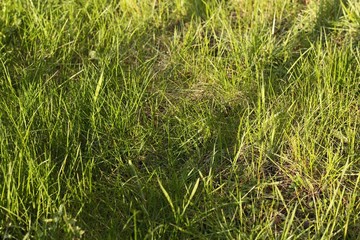Fresh green grass in the sun view