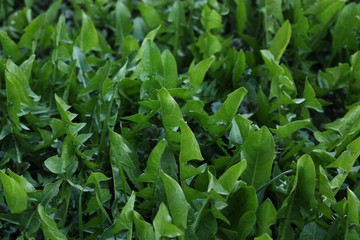 Dandelion leaves in the summer garden view