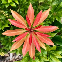 red and green leaves