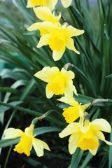 Beautiful yellow daffodils in the summer garden