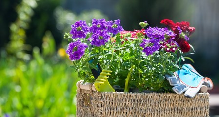 Farmer's box with Seedlings of summer flowers. Growing flowers in the greenhouse. Gardening. Banner