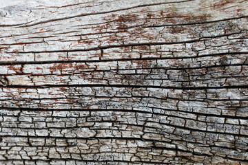 Close up View of Wood Texture