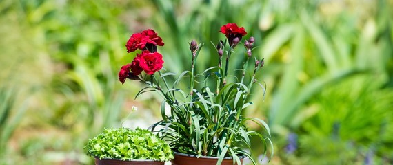 Farmer's box with Seedlings of summer flowers. Growing flowers in the greenhouse. Gardening. Banner