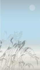Vector background with silhouette reeds backwater.