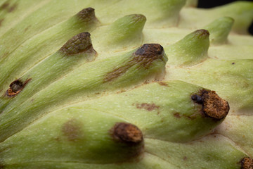 Texture and detail macro shot of Soursop or Graviola fruit with prickly vibrant green peel related to the Sugar Apple. Low key studio shot of fresh food.
