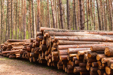 A pile of pine logs in the forest. Harvesting lumber.