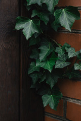Fototapeta na wymiar Beautiful green ivy leaves on the wall.