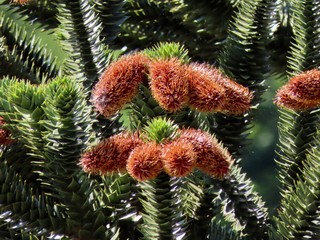 Araucaria cones male