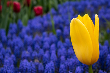yellow  tulip