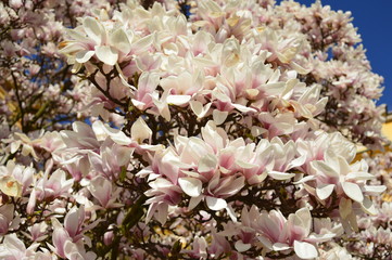 Magnolia tree, spring