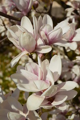 Fototapeta na wymiar Magnolia tree, spring