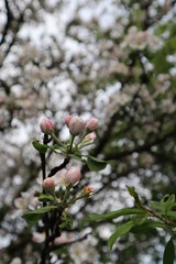 apple tree blossom
