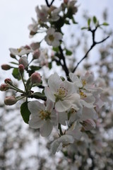 blooming apple tree