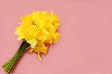 bouquet of yellow nartsys on a pink background
