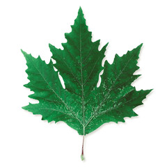 Green maple leaf isolated on white background