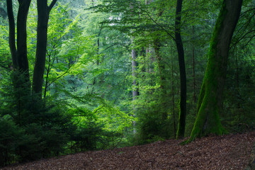 Light beaming through a Clearing in a Beautiful summer forest with green foliage illuminating a large tree trunk covered with moss Standing in the shadow © Felix Busse Phtgrphy