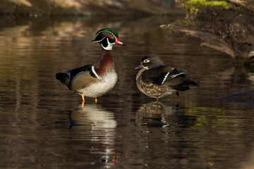 wood ducks (Aix sponsa) in spring