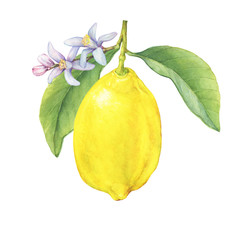 A branch of yellow lemon fruit with green leaves and flowers. Hand drawn watercolor painting illustration isolated on white background.