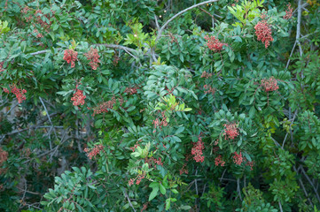 Brazilian pepper (Schinus terebinthifolia) with berries in The Nublo Rural Park. Mogan. Gran...